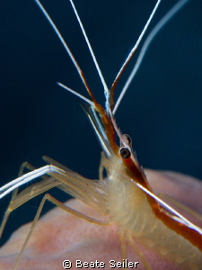 Shrimp by Beate Seiler 